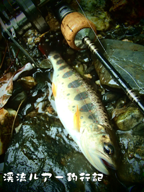P5230025.jpg
