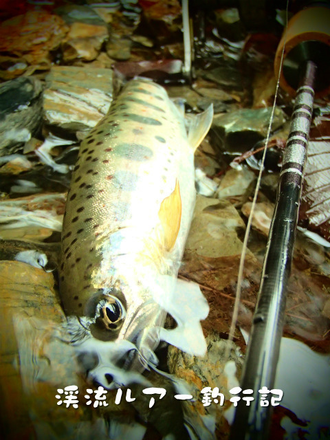 P3100009.jpg