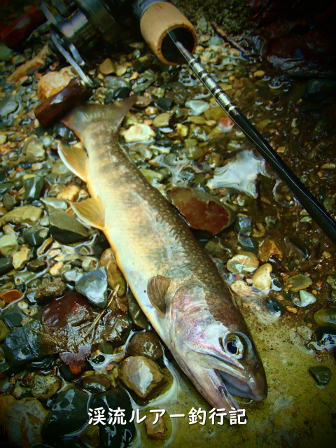 P3200022 (2).jpg