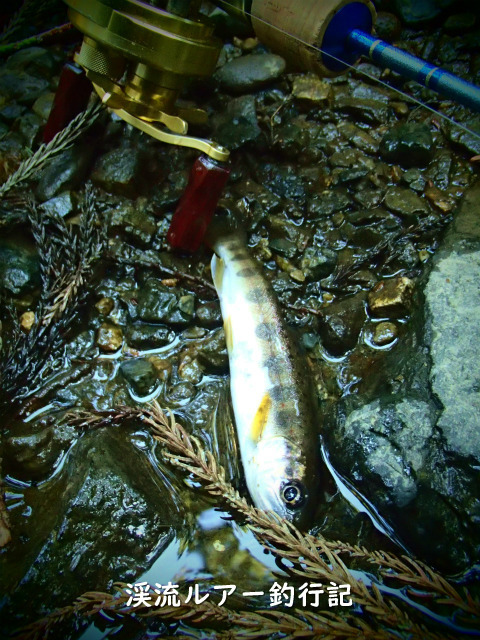 P3250011 (2).jpg