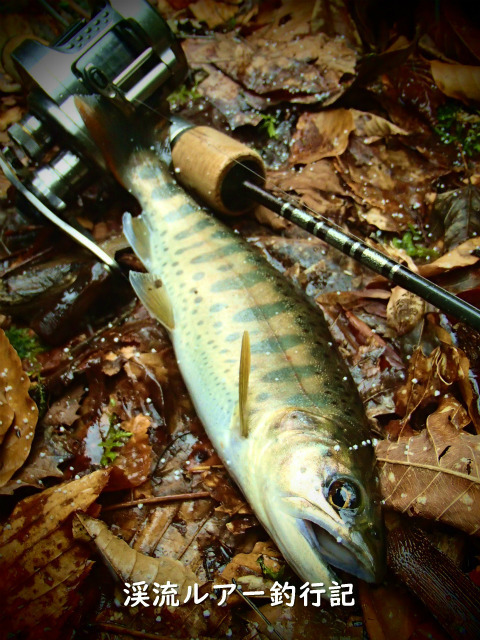 P4050024_01 (2).jpg