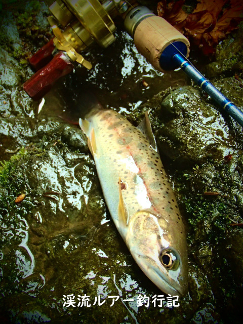 P4050039_01 (2).jpg