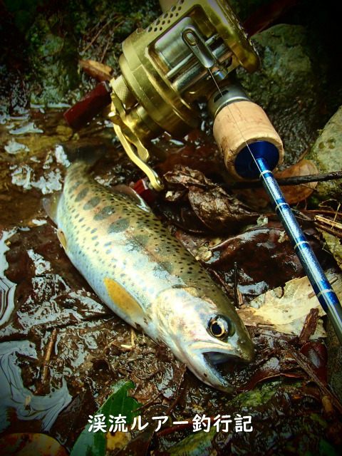 P4050048_01 (2).jpg