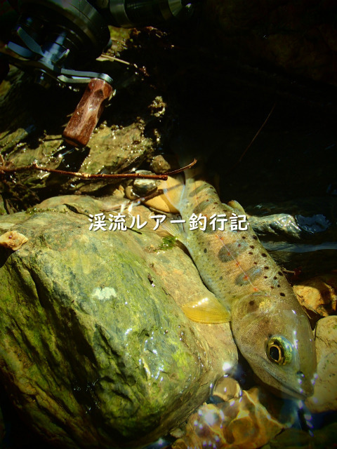 P4070011 (2).jpg