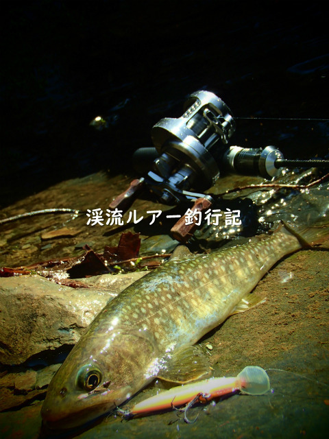 P4100022 (2).jpg