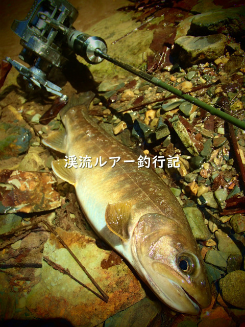 P4100028 (2).jpg