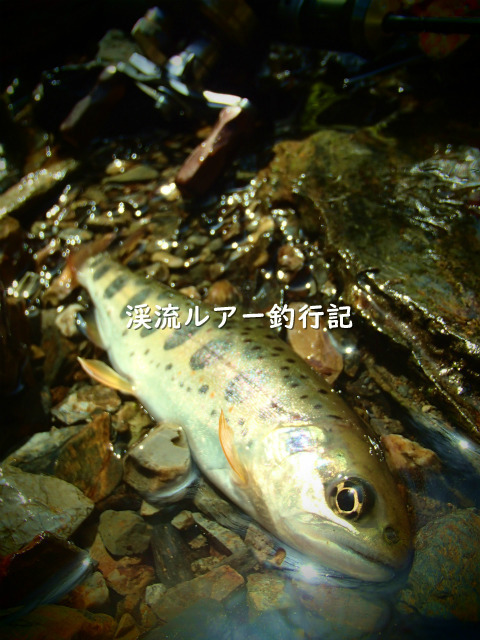 P4140020 (2).jpg