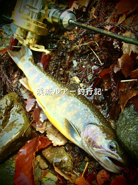 P4170042 (2).jpg