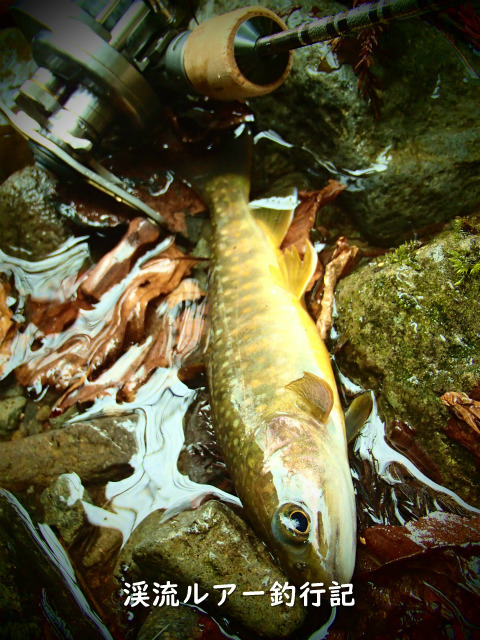 P4220011 (2).jpg