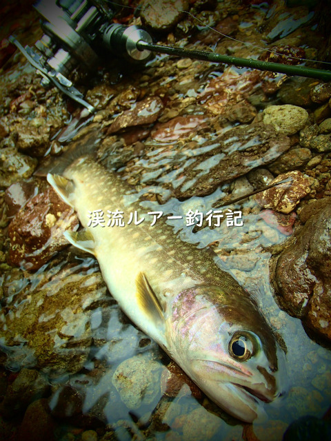 P4230019 (2).jpg