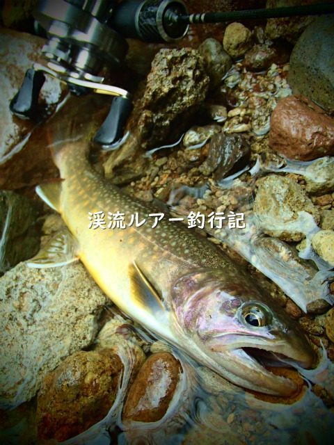 P4230030 (2).jpg