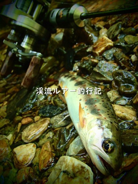P4280020 (2).jpg