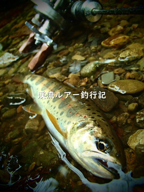 P4300014 (2).jpg