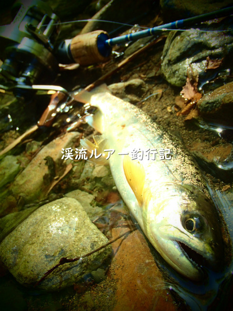 P4300024 (2).jpg