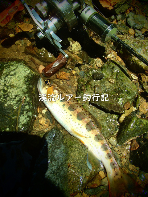 P5040019 (2).jpg