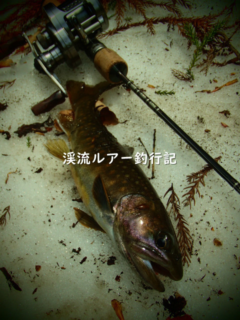 P5040046 (2).jpg