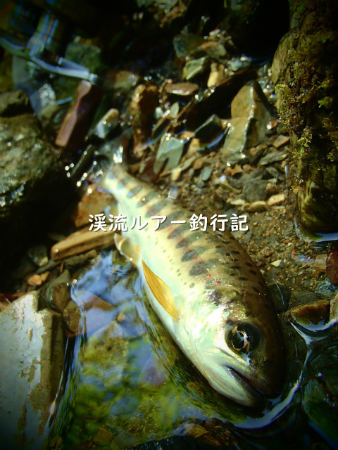 P5050011 (2).jpg