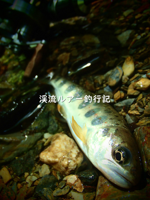 P5050014 (2).jpg