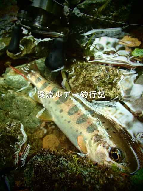 P5080042 (2).jpg