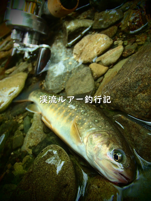 P5100005 (2).jpg