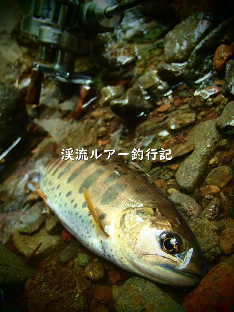 P5150068 (2).jpg