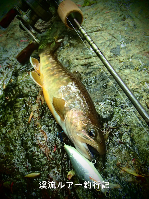 P5200006 (2).jpg