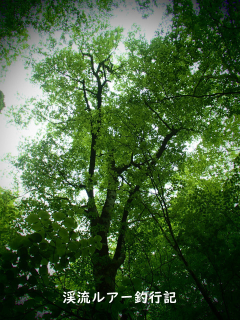 P5200010 (2).jpg