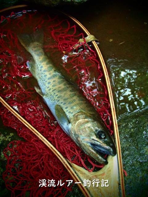 P5200030 (2).jpg