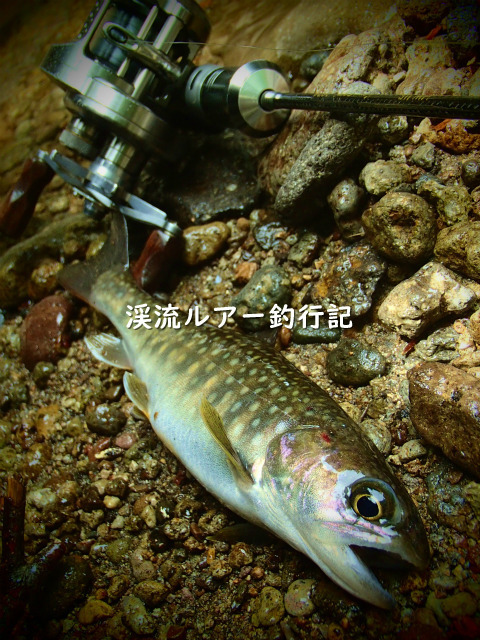 P5220003 (2).jpg