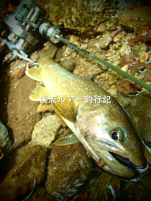 P5220007 (2).jpg