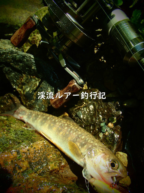 P5260002 (2).jpg