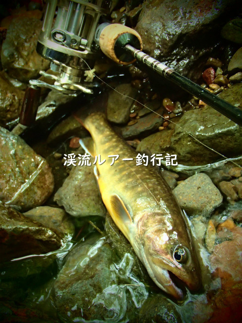 P6020008 (2).jpg