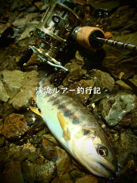 仕 様: 渓流ルアー釣行記