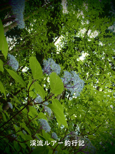 P6100051 (2).jpg