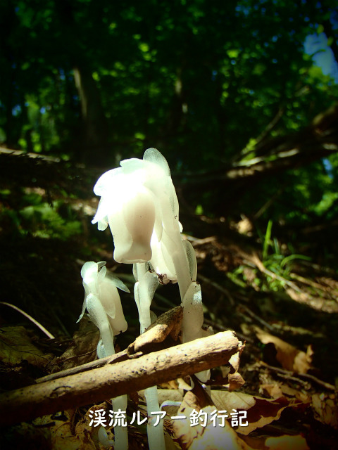 P6110001 (2).jpg
