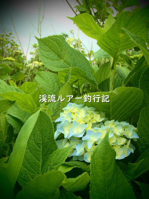 P6150012 (2).jpg
