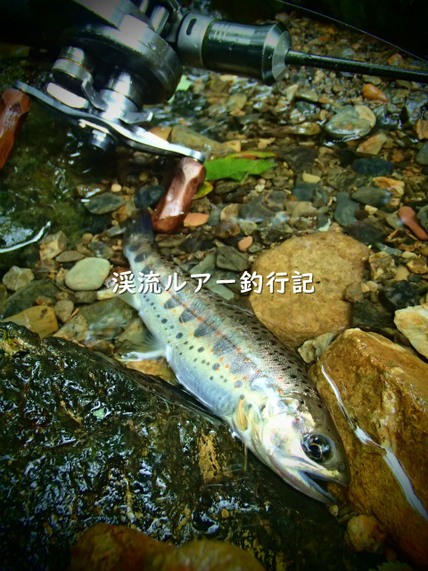P7090010 (2).jpg