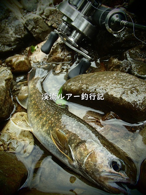 P7300004 (2).jpg