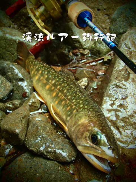 P7310020.jpg