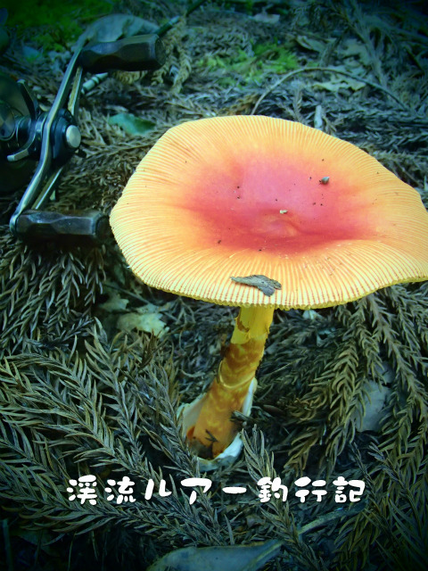 P8040013.jpg