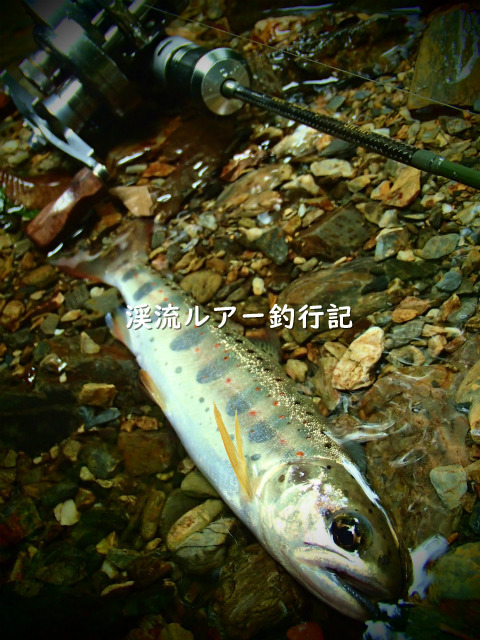 P8040017 (2).jpg