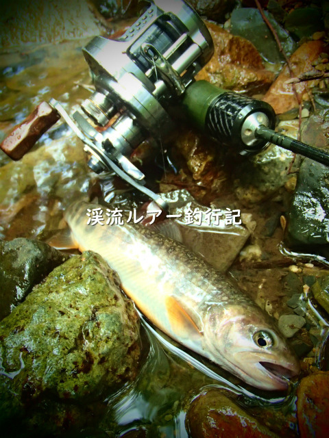 P8110019 (2).jpg