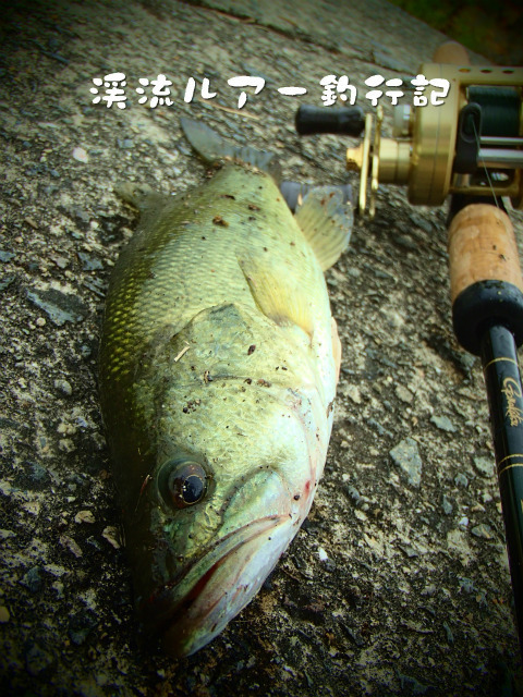 P8140008.jpg