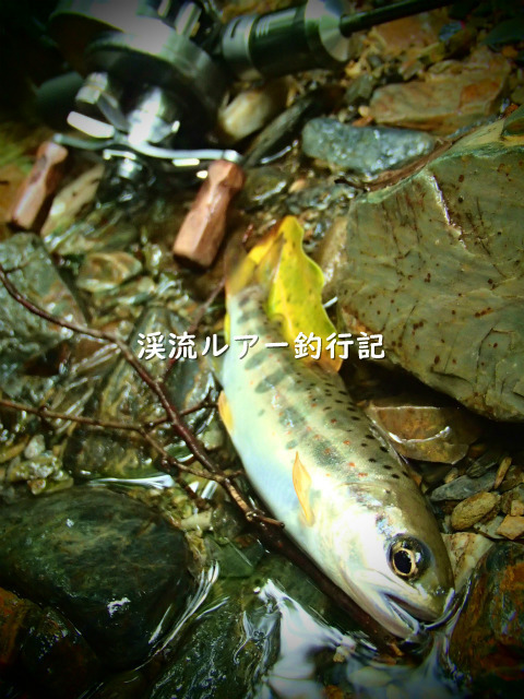 P8180002 (2).jpg