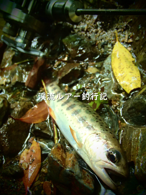 P8180005 (2).jpg