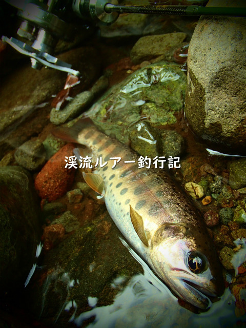 P8210004_01 (2).jpg
