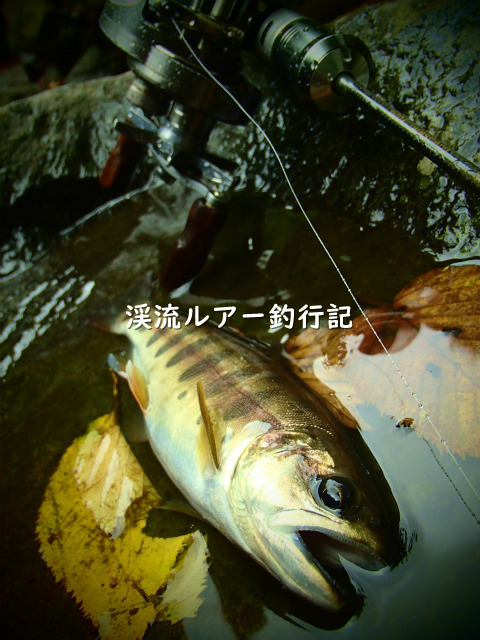 P8280028 (2).jpg