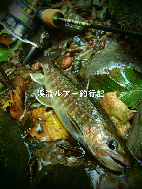 P8290047 (2).jpg