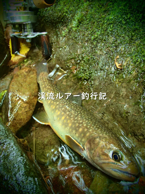 P8290059 (2).jpg