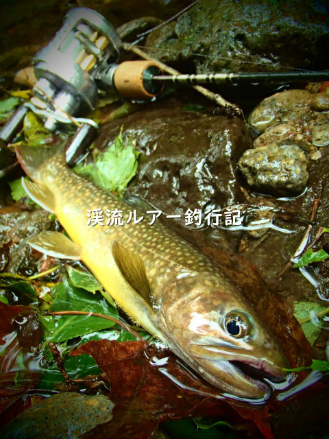 P9070024 (2).jpg
